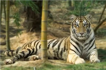 長(zhǎng)沙三珍虎園、楊開(kāi)慧故居一日游