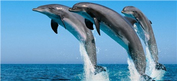 澳大利亞、新西蘭澳妙無(wú)瓊11日