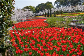 岳陽花語世界、汴河街一日游