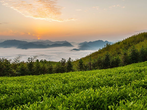 益陽安化?天下茶道、云臺(tái)山、茶香花海2日游
