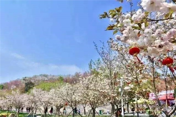 長(zhǎng)沙潯龍河櫻花谷、田漢文化園一日游