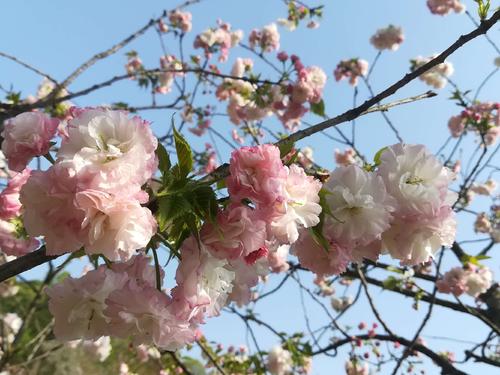 長(zhǎng)沙潯龍河櫻花谷、田漢文化園一日游
