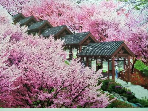 長(zhǎng)沙潯龍河櫻花谷、田漢文化園一日游
