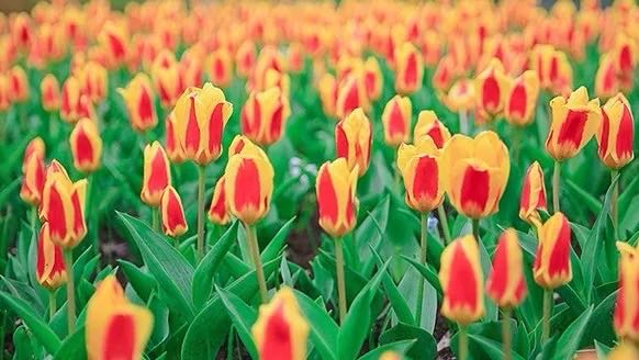 岳陽(yáng)花語(yǔ)世界、汴河街一日游